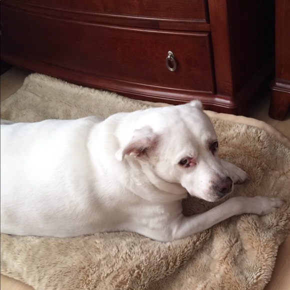 In Memory of Dolce ❤️ - Picture 2 of 7